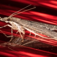 Diplopseustis perieresalis at Melba, ACT - 2 Jun 2021