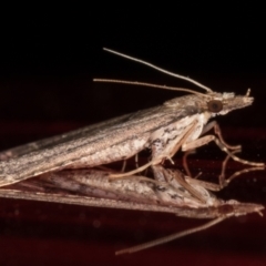 Diplopseustis perieresalis at Melba, ACT - 2 Jun 2021 11:01 PM