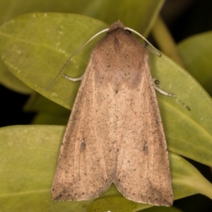 Mythimna (Pseudaletia) convecta at Melba, ACT - 2 Jun 2021 11:07 PM