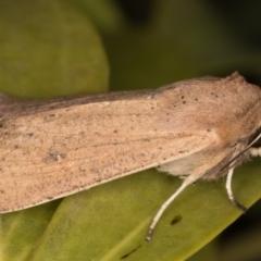 Mythimna (Pseudaletia) convecta at Melba, ACT - 2 Jun 2021 11:07 PM