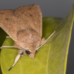 Mythimna (Pseudaletia) convecta at Melba, ACT - 2 Jun 2021 11:07 PM