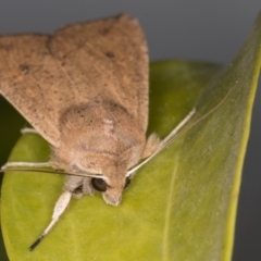 Mythimna (Pseudaletia) convecta at Melba, ACT - 2 Jun 2021