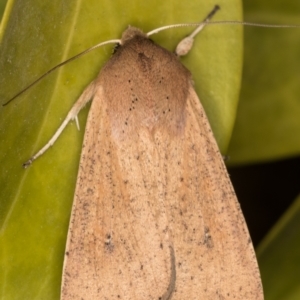 Mythimna (Pseudaletia) convecta at Melba, ACT - 2 Jun 2021