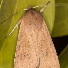 Mythimna (Pseudaletia) convecta at Melba, ACT - 2 Jun 2021