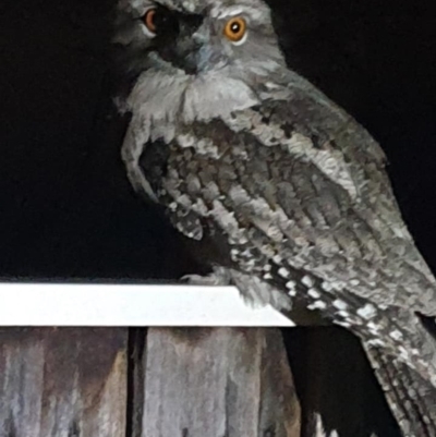 Podargus strigoides (Tawny Frogmouth) at Pearce, ACT - 3 Jun 2021 by George