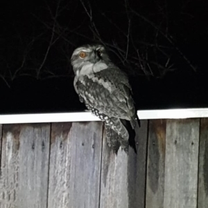 Podargus strigoides at Pearce, ACT - 3 Jun 2021 08:06 PM