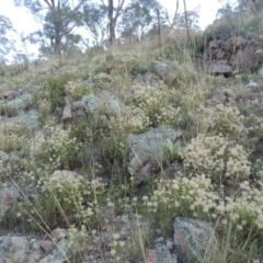 Vittadinia muelleri (Narrow-leafed New Holland Daisy) at Conder, ACT - 30 Mar 2021 by michaelb