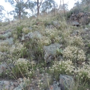 Vittadinia muelleri at Conder, ACT - 30 Mar 2021