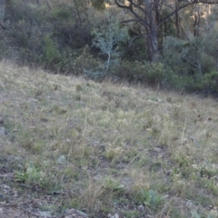 Vittadinia muelleri at Conder, ACT - 30 Mar 2021 07:29 PM