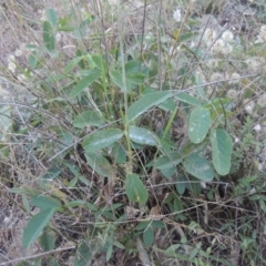 Oxytes brachypoda (Large Tick-trefoil) at Rob Roy Range - 30 Mar 2021 by michaelb