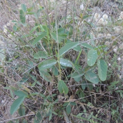 Oxytes brachypoda (Large Tick-trefoil) at Conder, ACT - 30 Mar 2021 by michaelb