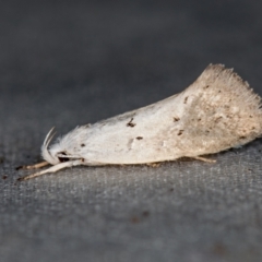 Thalerotricha mylicella (A concealer moth) at Melba, ACT - 4 Nov 2020 by Bron
