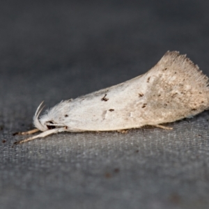 Thalerotricha mylicella at Melba, ACT - 5 Nov 2020