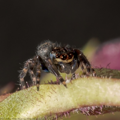 Unidentified Spider (Araneae) at Macgregor, ACT - 3 Jun 2021 by Roger