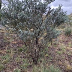 Acacia cultriformis (Knife Leaf Wattle) at Bruce Ridge to Gossan Hill - 4 Jun 2021 by JVR