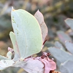 Acacia cultriformis at Bruce, ACT - 4 Jun 2021