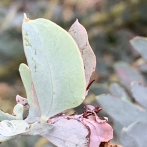 Acacia cultriformis at Bruce, ACT - 4 Jun 2021 10:17 AM