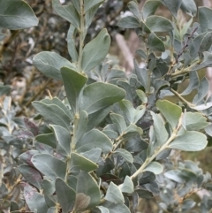 Acacia cultriformis at Bruce, ACT - 4 Jun 2021