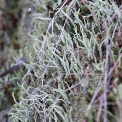 Cladonia sp. (genus) (Cup Lichen) at West Wodonga, VIC - 4 Jun 2021 by KylieWaldon