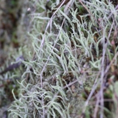 Unidentified Moss, Lichen, Liverwort, etc at Wodonga - 4 Jun 2021 by Kyliegw