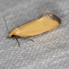 Microbela allocoma (A concealer moth) at Goorooyarroo NR (ACT) - 6 Nov 2020 by Bron
