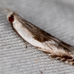Ardozyga hemichlaena (A Gelechioid moth) at Melba, ACT - 4 Nov 2020 by Bron