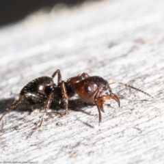 Myrmecorhynchus emeryi at Bruce, ACT - 4 Jun 2021 02:28 PM