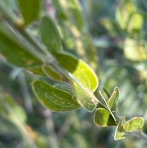 Acacia howittii at Hughes, ACT - 4 Jun 2021