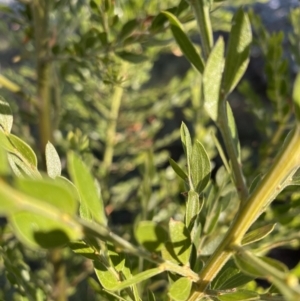 Acacia howittii at Hughes, ACT - 4 Jun 2021