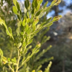 Acacia howittii at Hughes, ACT - 4 Jun 2021