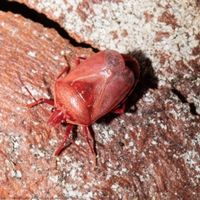 Pentatomoidea (superfamily) (Unidentified Shield or Stink bug) at Black Mountain - 4 Jun 2021 by Roger