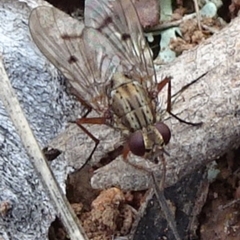 Helina sp. (genus) (Muscid fly) at Majura, ACT - 24 May 2021 by JanetRussell