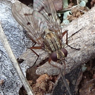 Helina sp. (genus) (Muscid fly) at Mount Ainslie - 24 May 2021 by JanetRussell