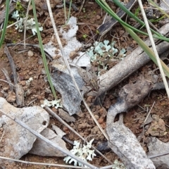 Helina sp. (genus) at Majura, ACT - 24 May 2021 03:30 PM