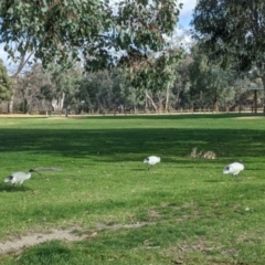 Threskiornis molucca (Australian White Ibis) at Albury - 4 Jun 2021 by Darcy