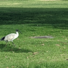 Threskiornis molucca at Albury, NSW - 4 Jun 2021 12:33 PM