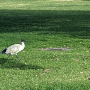 Threskiornis molucca at Albury, NSW - 4 Jun 2021 12:33 PM