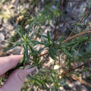 Xerochrysum viscosum at Lavington, NSW - 4 Jun 2021