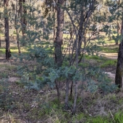 Acacia dealbata subsp. dealbata (Silver Wattle) at Albury - 4 Jun 2021 by Darcy