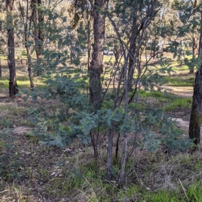 Acacia dealbata subsp. dealbata (Silver Wattle) at Reservoir Road Reserve - 4 Jun 2021 by Darcy