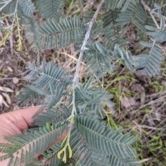 Acacia dealbata subsp. dealbata at Lavington, NSW - 4 Jun 2021