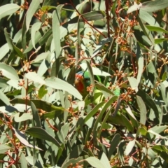 Lathamus discolor (Swift Parrot) at Lake Tuggeranong - 29 May 2021 by MatthewFrawley