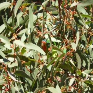 Lathamus discolor at Kambah, ACT - 29 May 2021