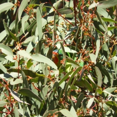 Lathamus discolor (Swift Parrot) at Lake Tuggeranong - 29 May 2021 by MatthewFrawley