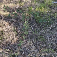 Rubus anglocandicans (Blackberry) at Lavington, NSW - 4 Jun 2021 by Darcy