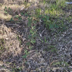 Rubus anglocandicans at Lavington, NSW - 4 Jun 2021 02:38 PM