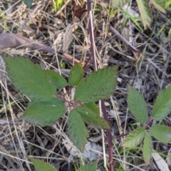 Rubus anglocandicans at Lavington, NSW - 4 Jun 2021 02:38 PM