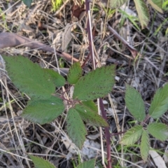 Rubus anglocandicans at Lavington, NSW - 4 Jun 2021