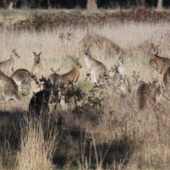 Macropus giganteus (Eastern Grey Kangaroo) at Water Works Travelling Stock Reserve - 4 Jun 2021 by PaulF