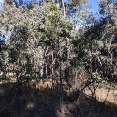 Grevillea robusta (Silky Oak) at Reservoir Road Reserve - 4 Jun 2021 by Darcy